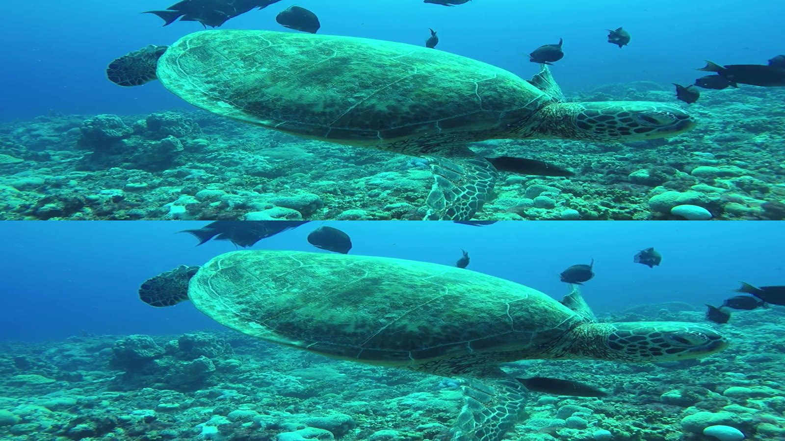 Pexels sea-turtle footage playing as a Top-and-Bottom stereoscopic video